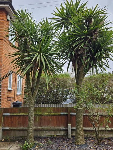 Large yucca trees outdoor - yucca,
