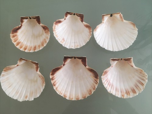 Scallop shells washed white - shells,
