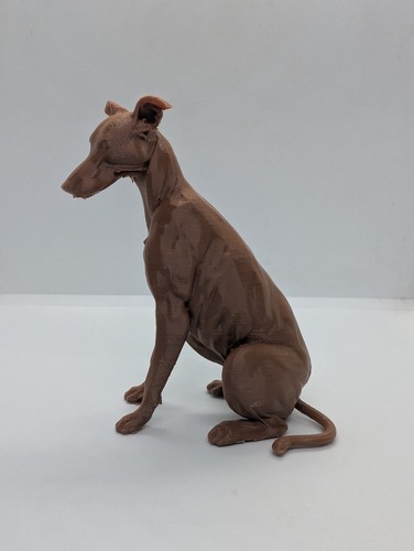 Greyhound lurcher whippet dog - greyhound,