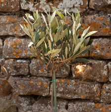 Mini Standard Olive Tree, 13cm Pot, 20-30cm Tall, Evergreen Patio Plant, Display