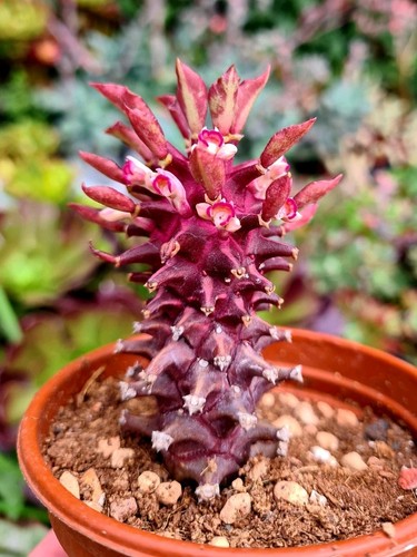 Euphorbia schubei tanzania - euphorbia, 'tanzania