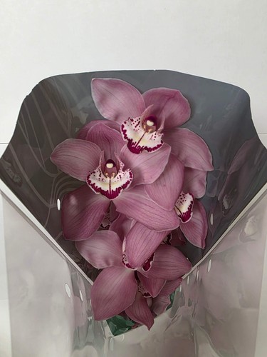 Farm fresh orchid cymbidium - fresh, orchid/cymbidium