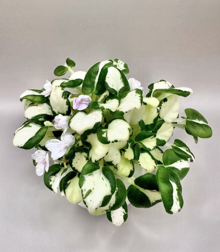 Rare rud green white - rud, african