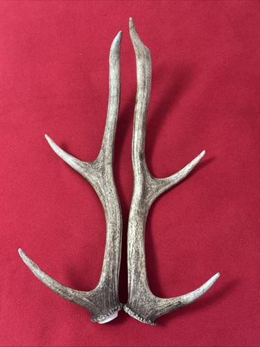 Pair red deer antlers 589g - pair,