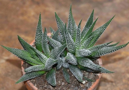 Haworthia fasciata rooted