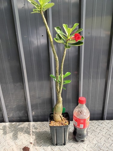 Desert rose mixed colors fully - desert,