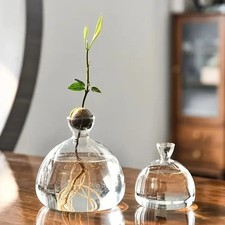 Avocado Seed Starter Glass Vase Bulb Hydroponic Planter Pot Indoor Growing Gift