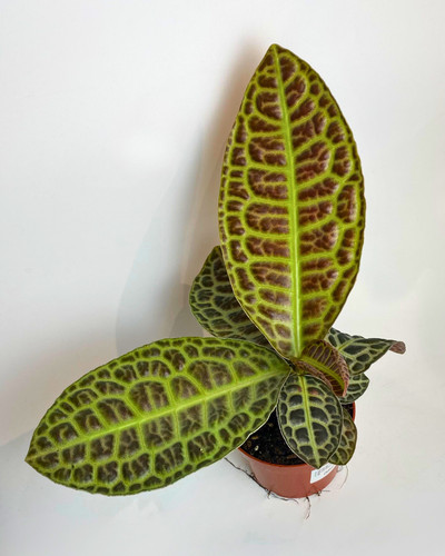 Labisia obtusifolia kura - obtusifolia, 'kura