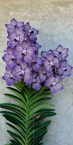 Rare vanda omar padon - rare, orchid