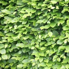 200 Green Beech Hedging Plants 40-60cm Fagus Sylvatica Bareroot Winter Copper A+
