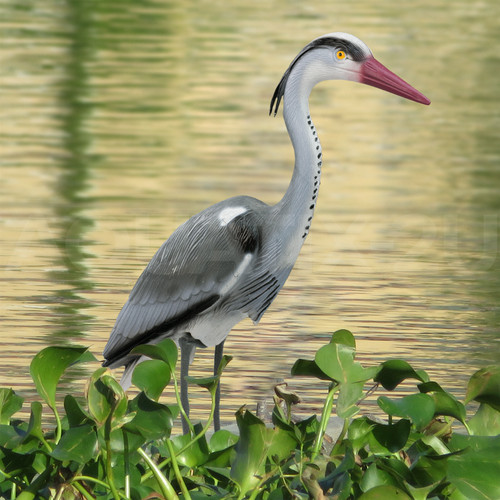 Decoy heron deterrent for - decoy, pond