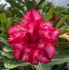 CRIMSON   ADENIUM  OBESUM