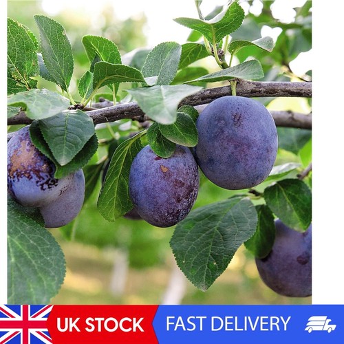 Grow your own dwarf black - grow,