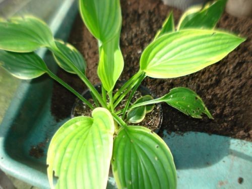 Hosta hans healthy - x1, plant