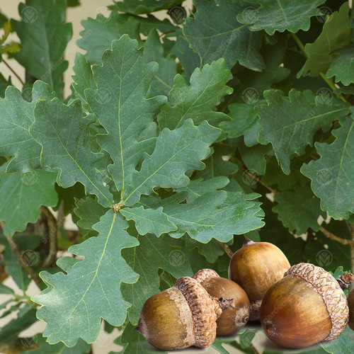 Quercus robur english oak - quercus, |