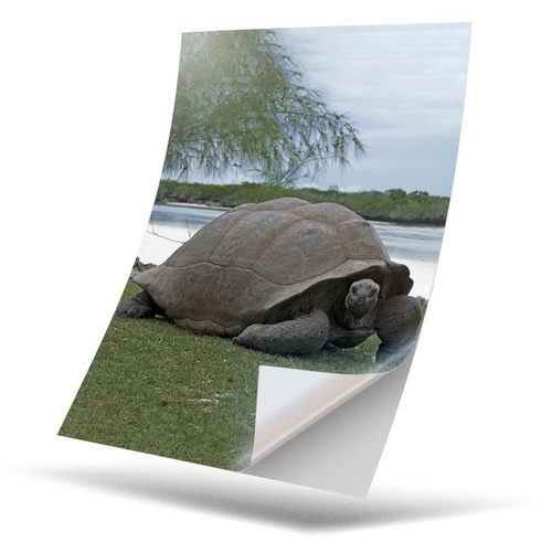 Vinyl sticker aldabra - vinyl, a4