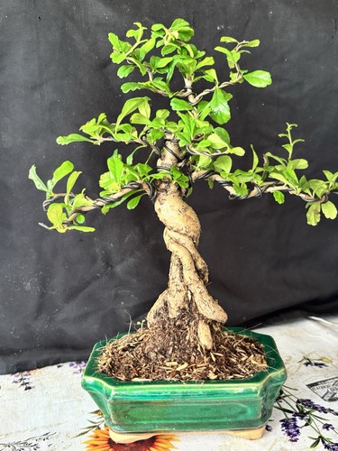 Exposed root fukien tea - exposed,