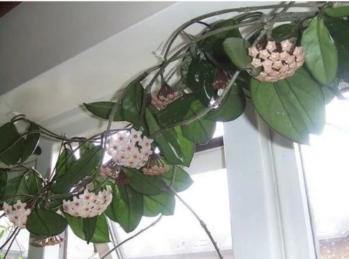 Hoya carnosa houseplant 25 - hoya,