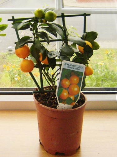 Dwarf tangerine citrus tree - dwarf,