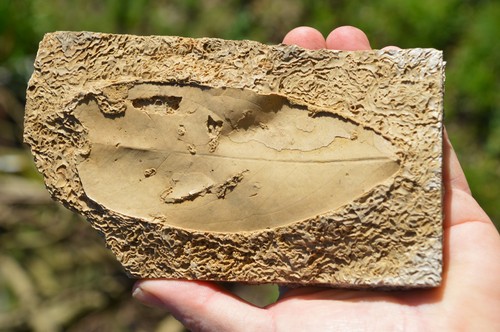 Amazing rare fossil - #17, ,