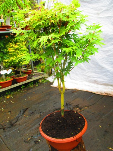 28inch inc pot - inc., bonsai