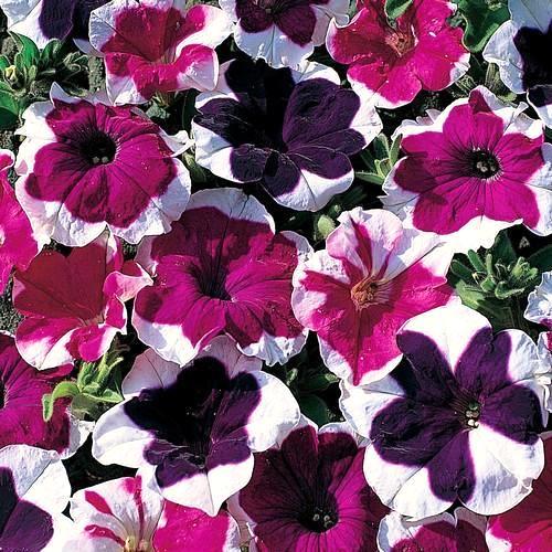 Petunia seeds picotee - petunia, seeds,