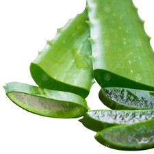 Aloe Vera Leaves Freshly Cut