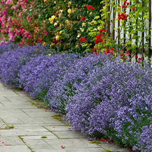 Lavender hidcote plug 12 - lavender,