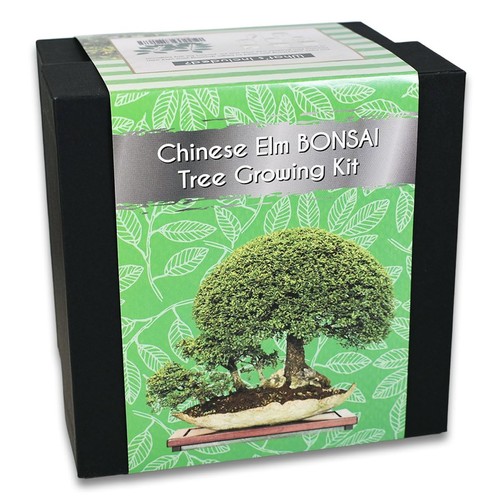 Chinese elm bonsai - bonsai, tree