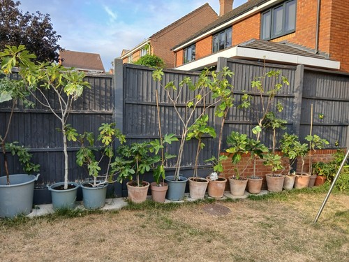 Fig tree collection - tree, collection,