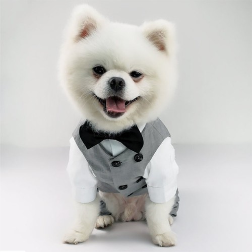Pet jumpsuit outfit party - jumpsuit,
