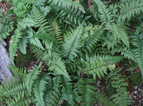 Athyrium spicatum lady fern - spicatum,