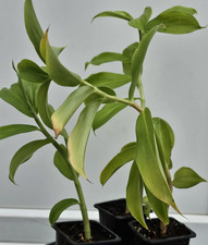 Insulin Plant Live / Costus