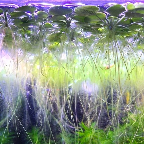 Amazon frogbit tropical water - frogbit,