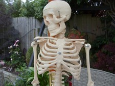 Human Skeleton 34 ''Model