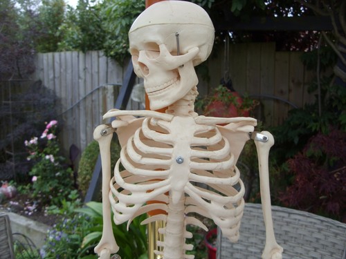 Human skeleton model - human, ''model