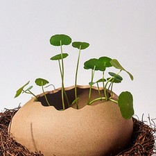 Ostrich Egg Shaped Dessert Bowl Egg Shell Bowl Ceramic For Kitchen