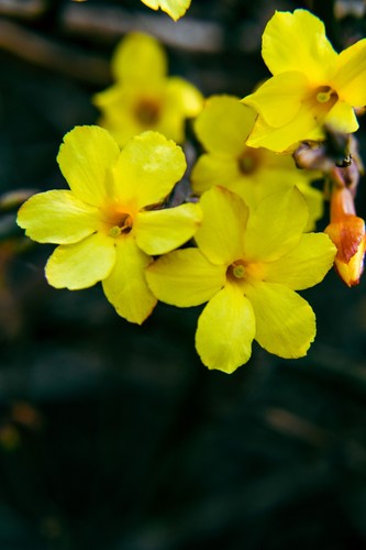 Jasminum nudiflorum winter - jasminum, nudiflorum,
