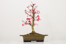 Deshojo Japanese Maple Bonsai