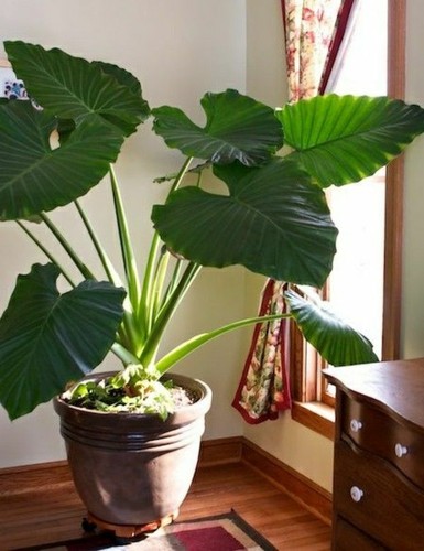 Jumbo elephant ear giant - elephant, ear,