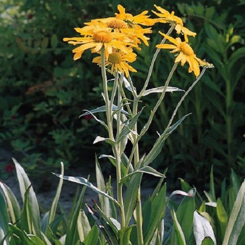 Helenium hoopsii sneezeweed - helenium,