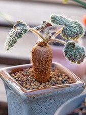 2CM Succulent Cactus Plant