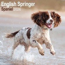 English Springer Spaniel Calendar 2026 - Dogs - Month To View