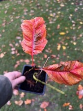 Spanish Red Oak tree , Quercus, Oak, Garden Tree large