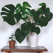 T&M Monstera House Plants