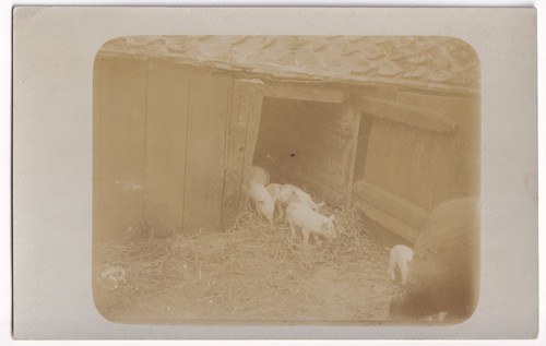 Piglets pigsty wooden barn - pigsty,