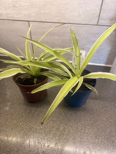Spider plant chlorophytum - spider, (chlorophytum