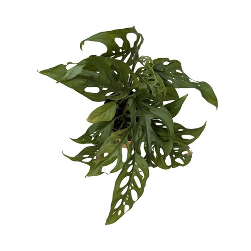 Monstera swiss cheese - monstera,