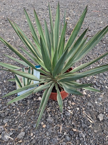 Spanish dagger yucca - dagger, varigated