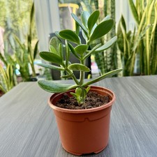 Jade Tree | Crassula Ovata |
